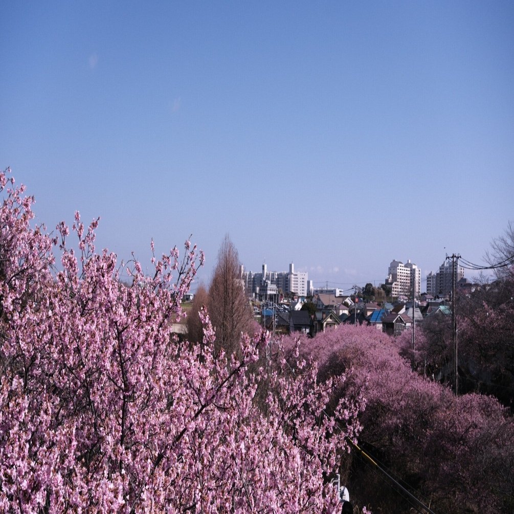 Fujifilm X-M5]x[フィルムシミュレーション]X[Pro Neg std.]x[撮って