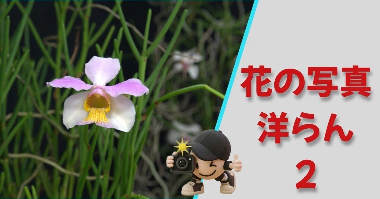 花の写真｜洋らん その2｜よさだや