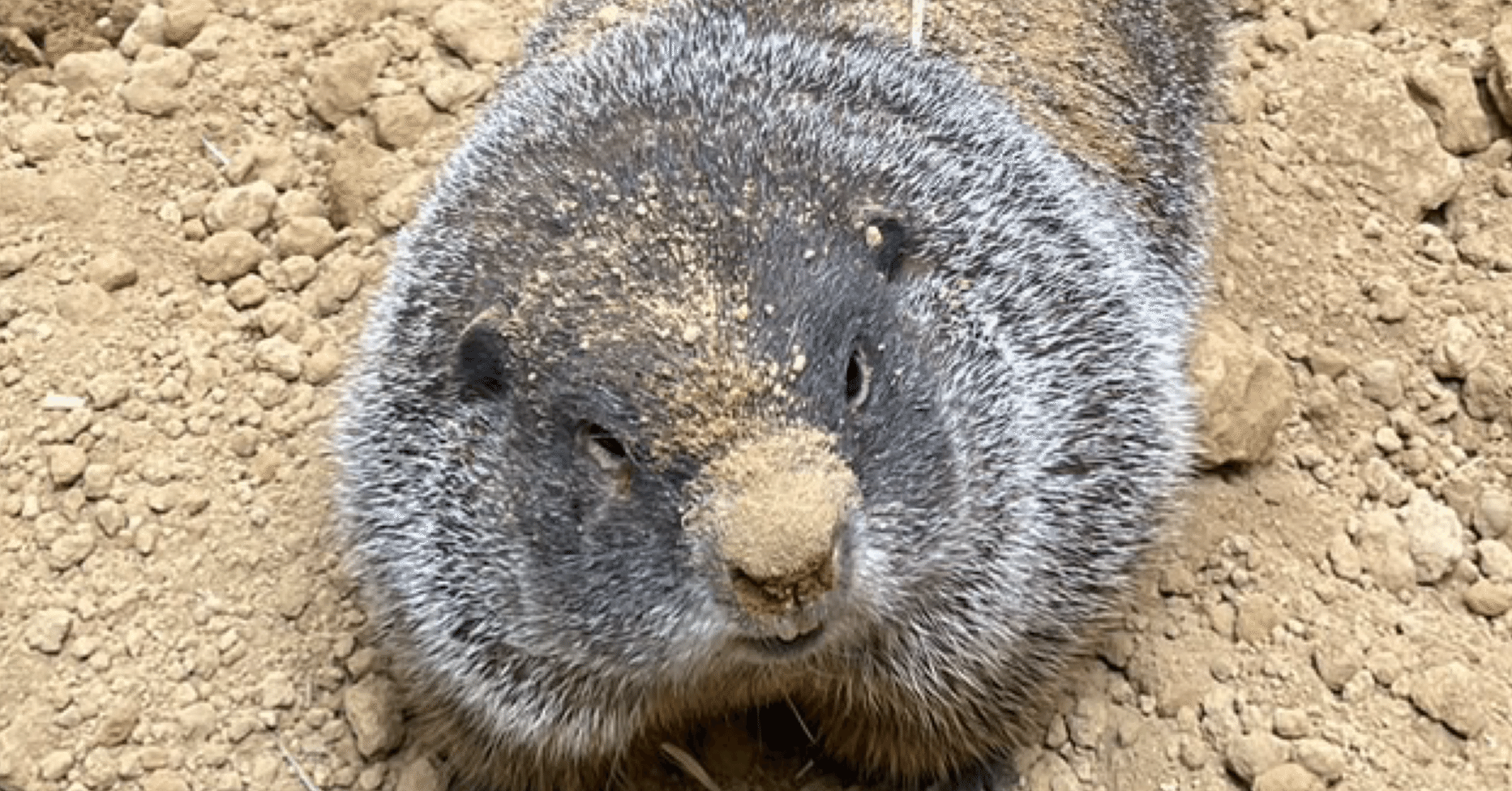 チャック！チャック！ウッドチャック！｜那須どうぶつ王国公式note