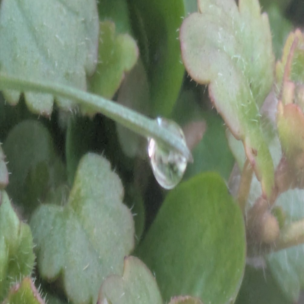 今朝の水滴｜ichiro70