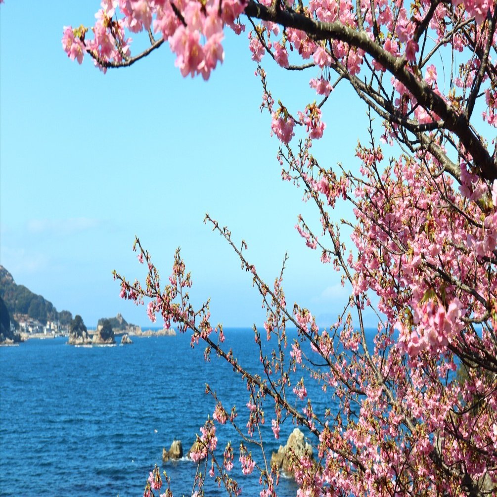 海に臨む河津桜｜YUDA