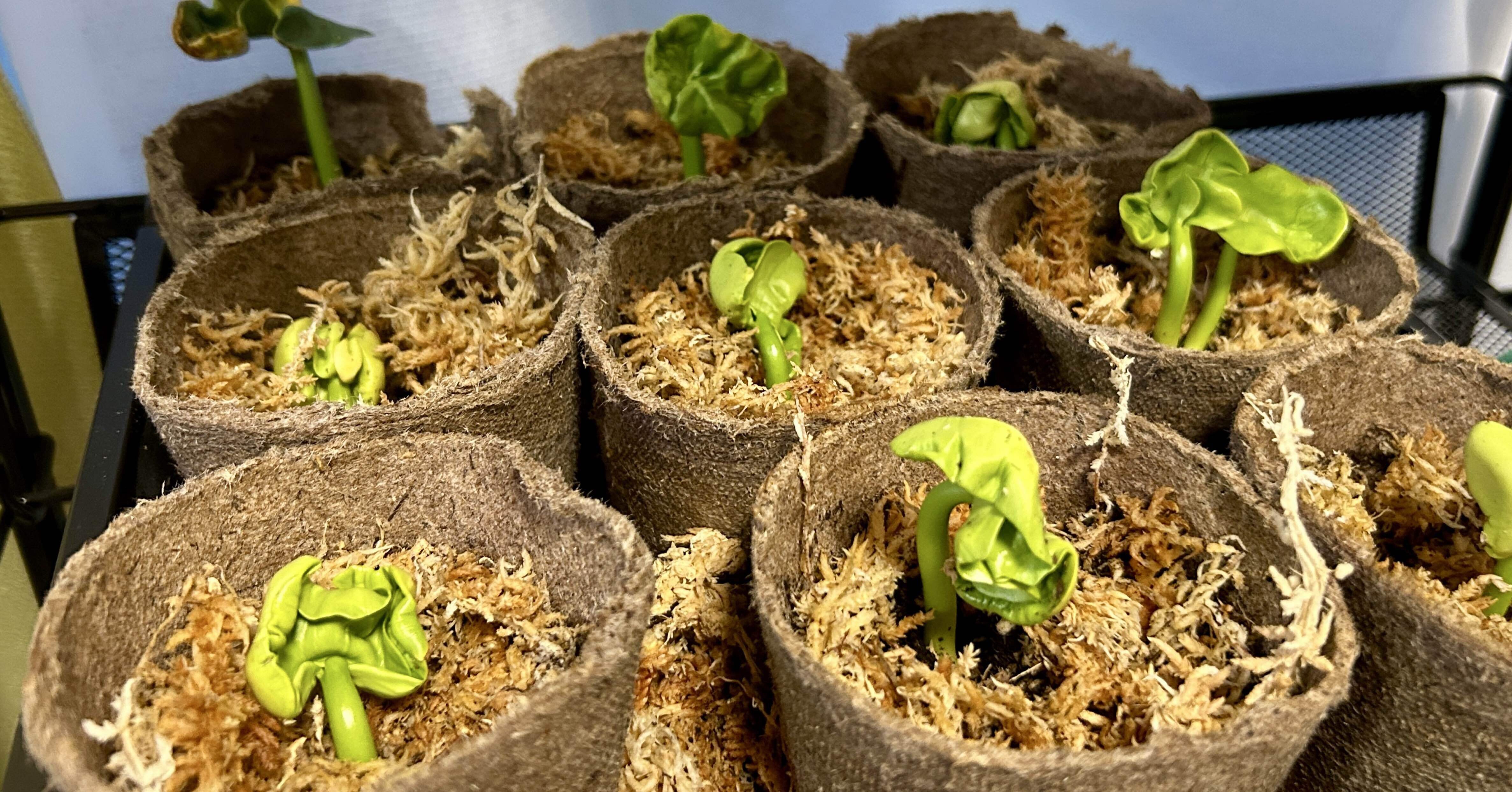 発芽率97.3％】パキラ種の育て方｜みず