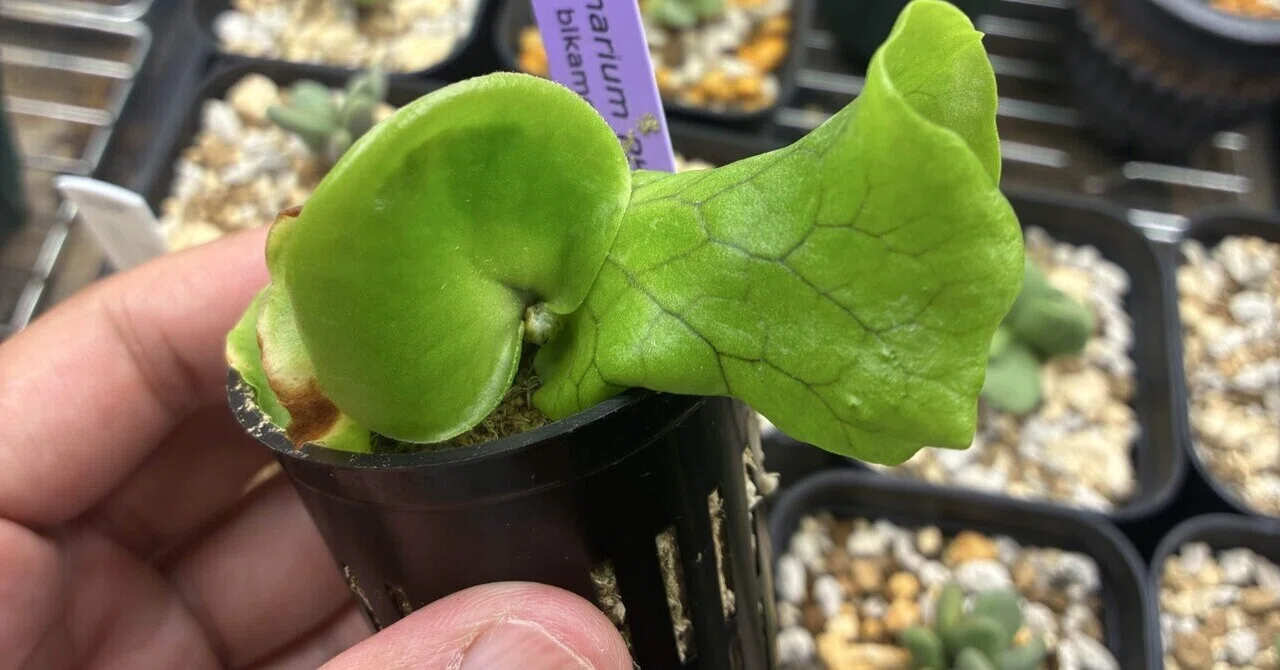 植物紹介 ビカクシダ(コロナリウム)｜半人前育成者