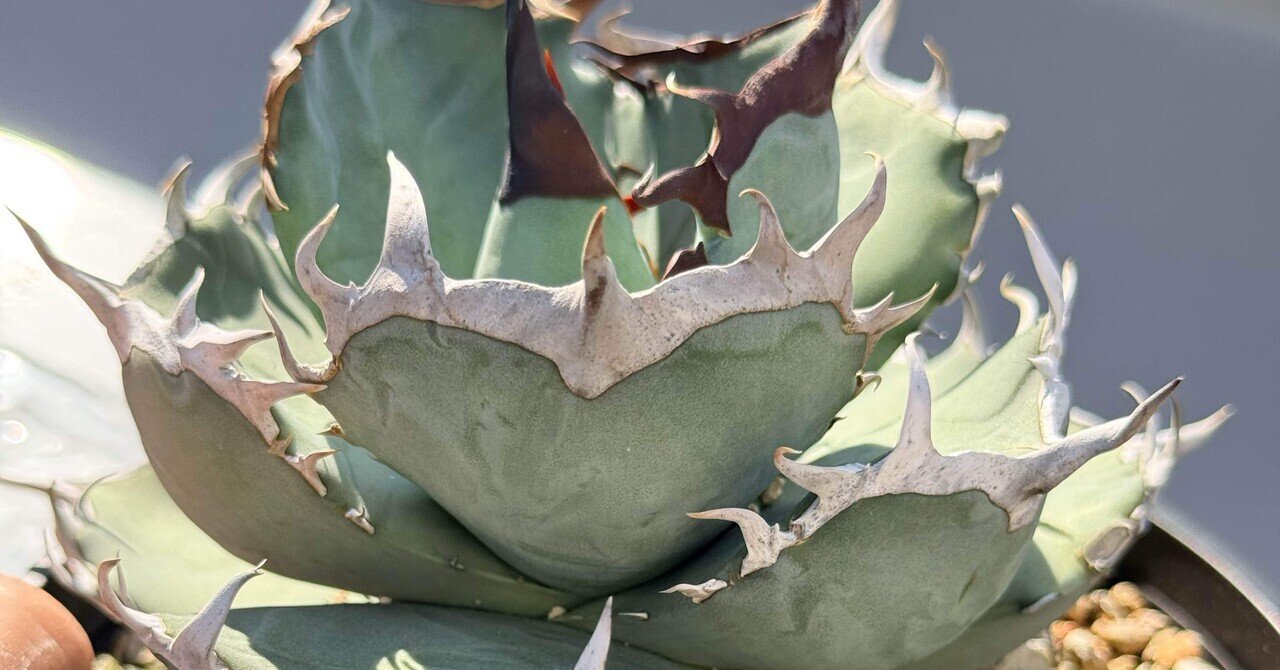 阿修羅 / 鳳凰｜BEAT GARDEN