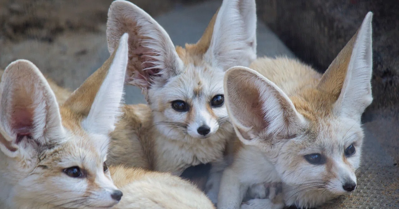 フェネックが逃げた!?保護までの激闘と適切な探し方|ペット探偵プライベートアイ
