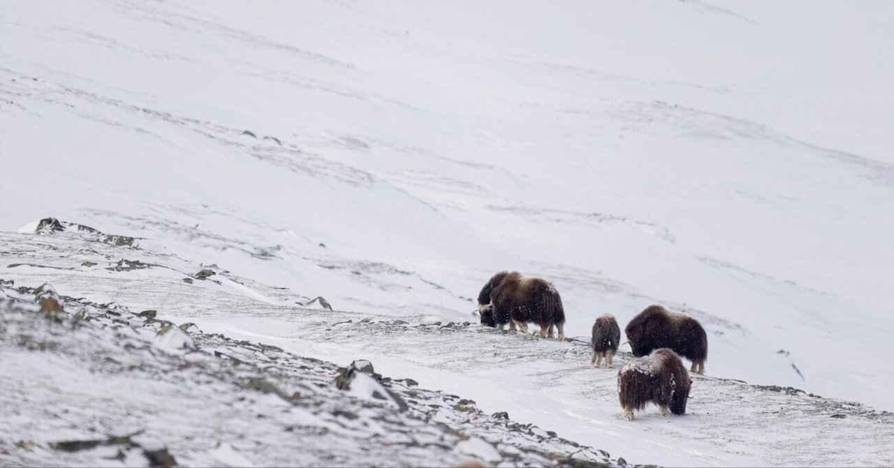 次の物事にチャレンジし続ける理由｜写真家 林祐介