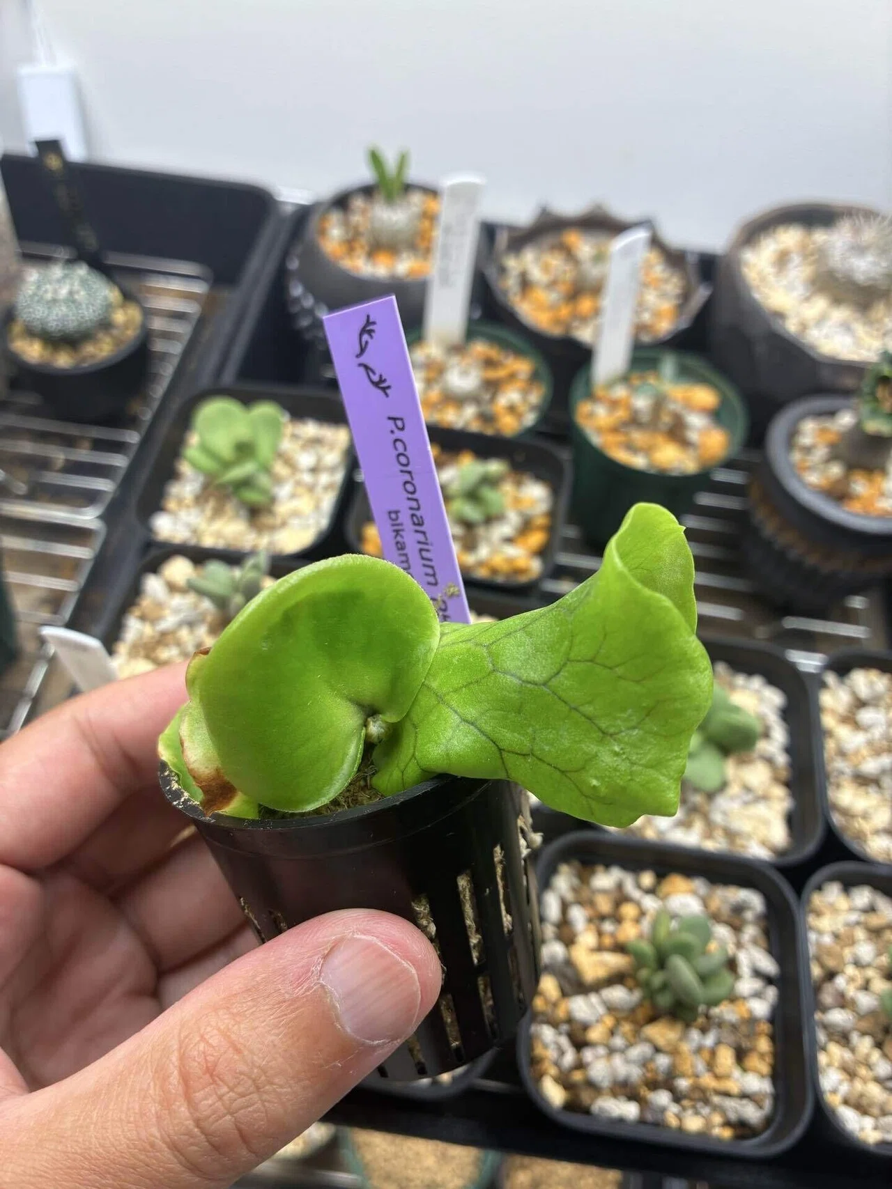 植物紹介 ビカクシダ(コロナリウム)｜半人前育成者