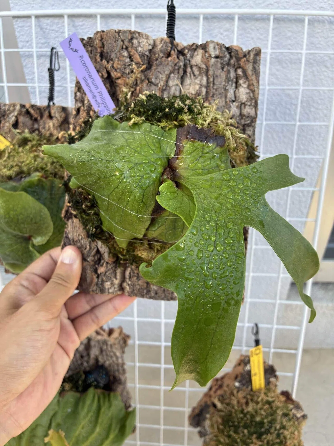 植物紹介 ビカクシダ(コロナリウム)｜半人前育成者