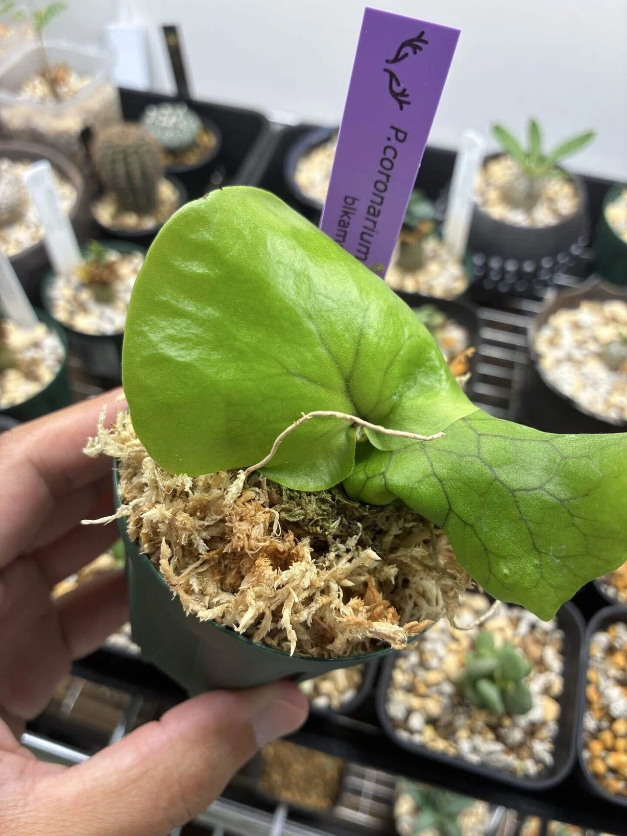 植物紹介 ビカクシダ(コロナリウム)｜半人前育成者