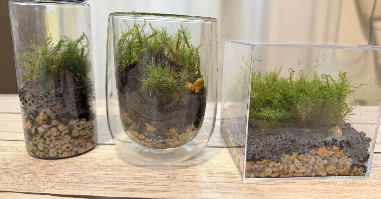 苔を植えました｜マイマイサチコ