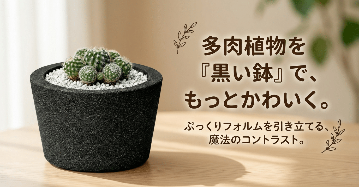 多肉もサボテンも、黒い鉢に植えるだけで「別人」になる｜砂職人の店