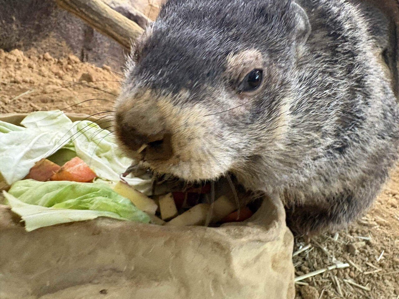 チャック！チャック！ウッドチャック！｜那須どうぶつ王国公式note