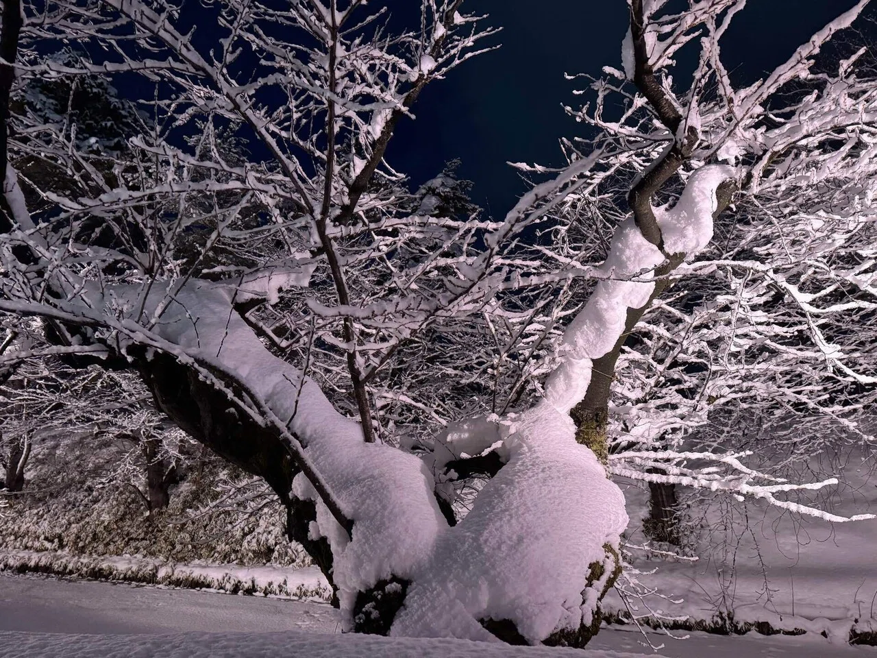 厳冬の桜を見に弘前へ⑤冬の桜｜ave_maris_stella