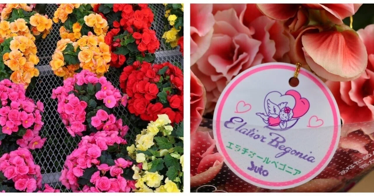 花き農家取材】お客様の笑顔と花き業界の発展のために（エラチオール