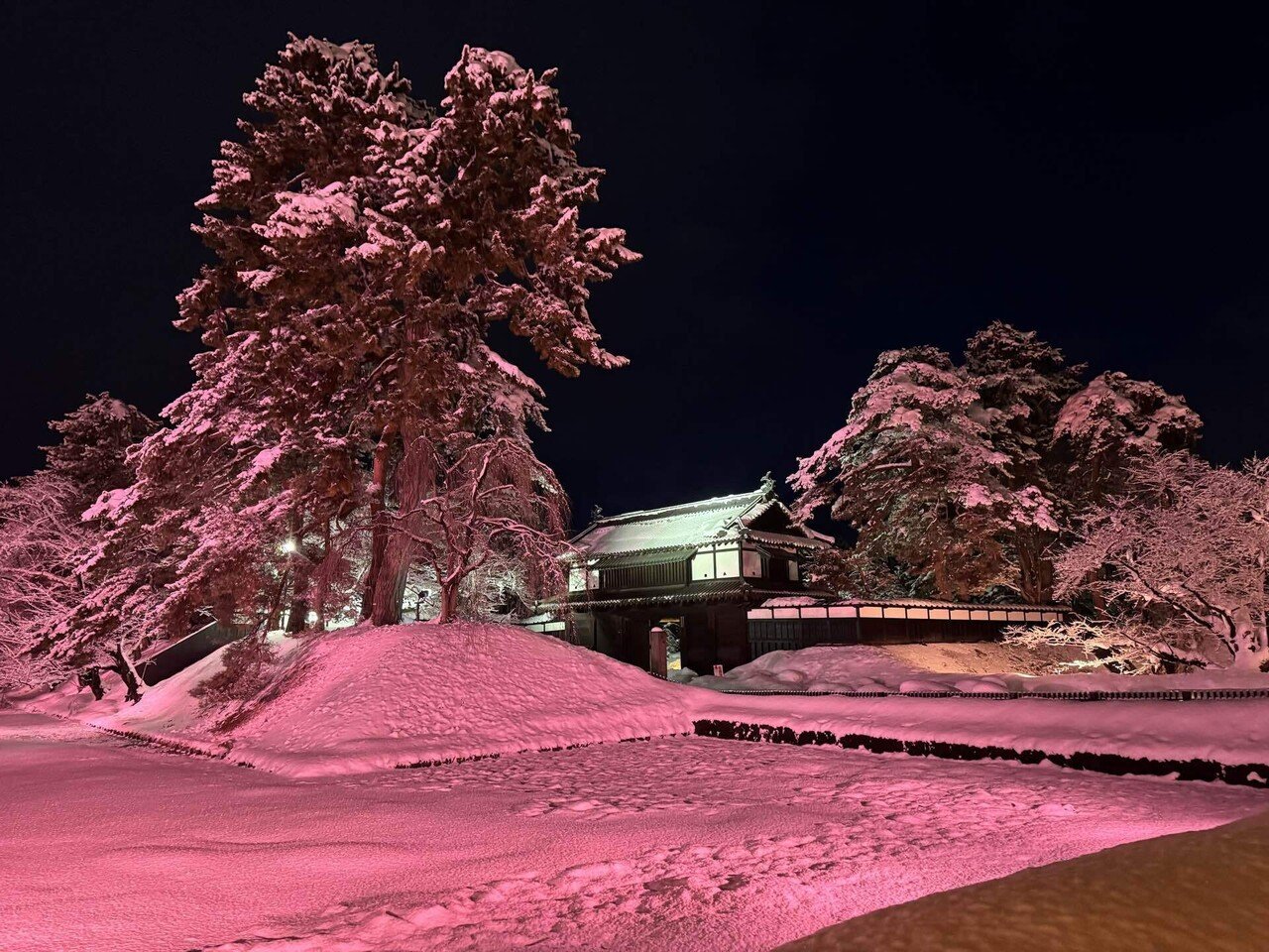 厳冬の桜を見に弘前へ⑤冬の桜｜ave_maris_stella