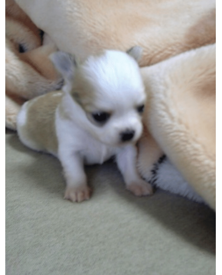 うちの大和 やまと くん みっちー Note