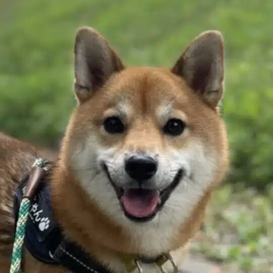 柴犬ぽんちゃん＆パパさん