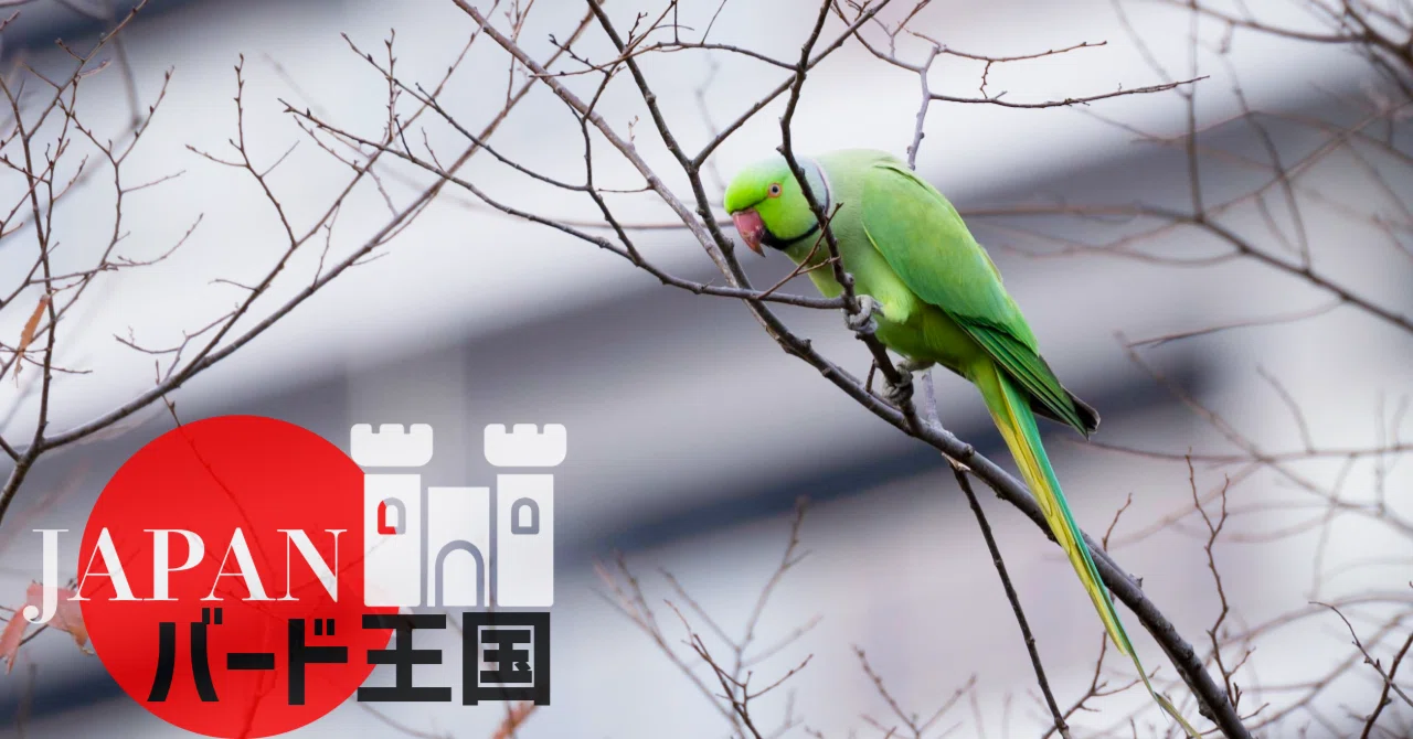 飼育放棄が相次ぎ〝厄介者〟になってしまったワカケホンセイインコ