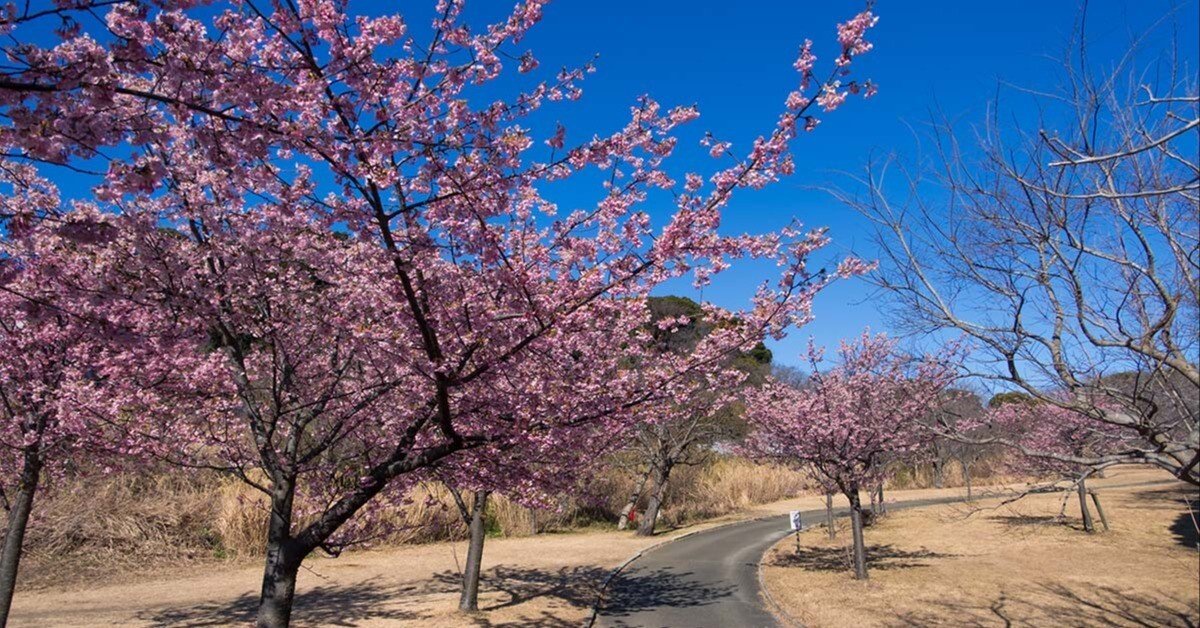 観音崎の河津桜 | X-T5 + SIGMA 16-300mm , 12mm F1.4｜borichan | 旅