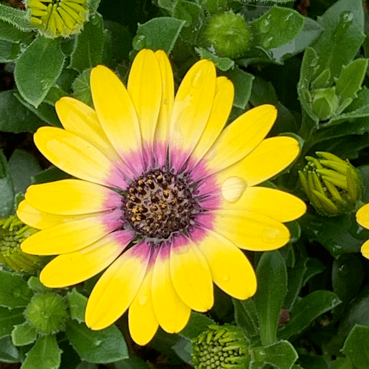 みいつけた Kiy3 Note