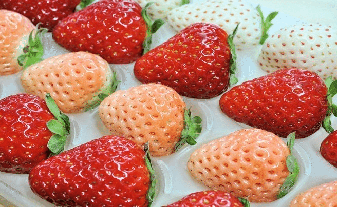 いちごちゃん｜note