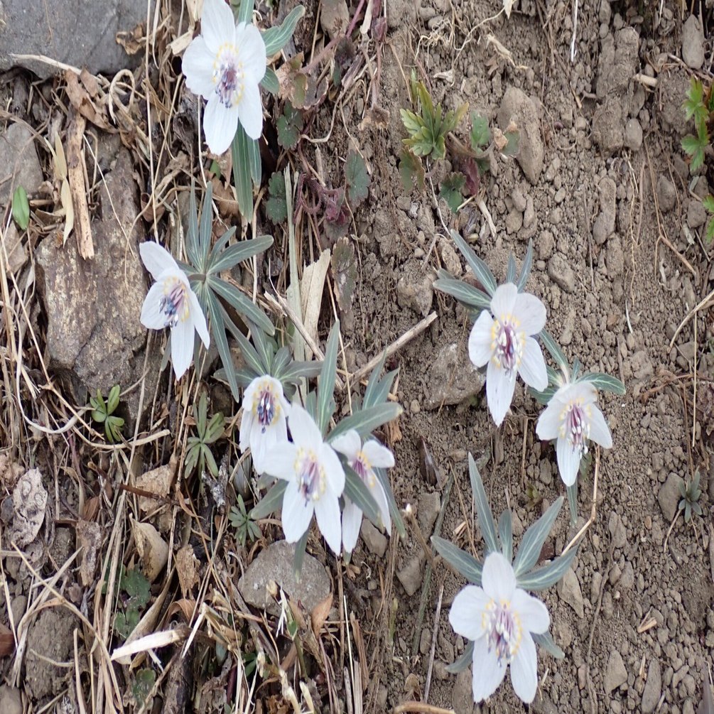 セツブンソウ 2026年「四季の森星野」｜マンガン