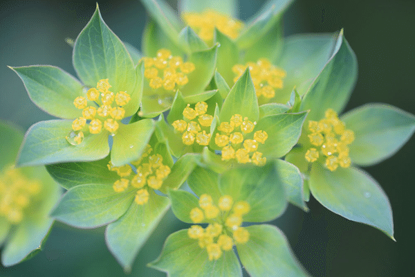 ブプレウルム の新着タグ記事一覧 Note つくる つながる とどける ブプレウルム の新着タグ記事一覧 Note つくる つながる とどける