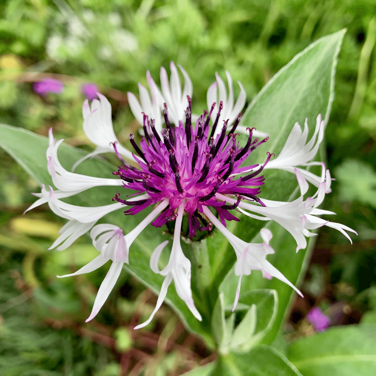 みいつけた Kiy3 Note