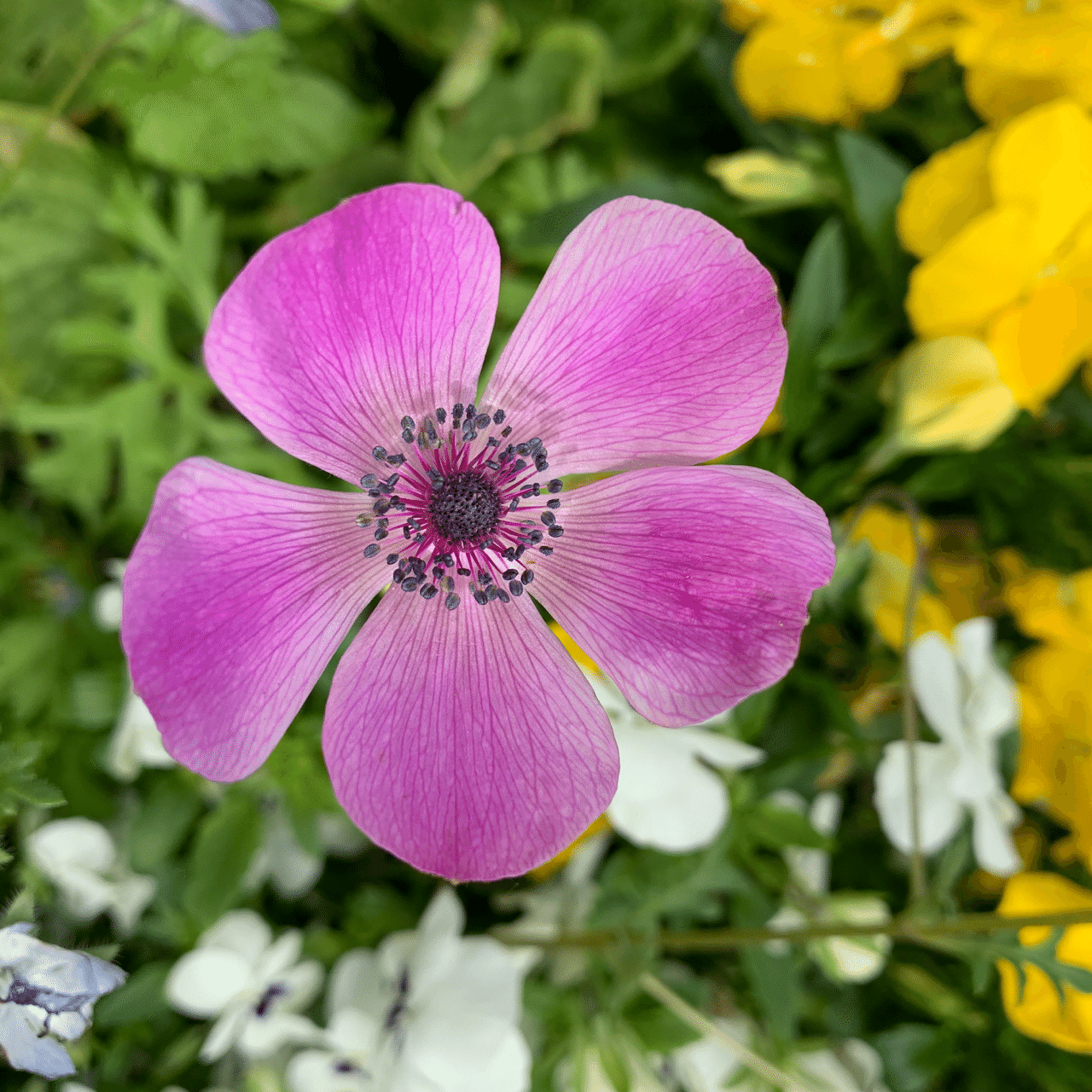 みいつけた Kiy3 Note