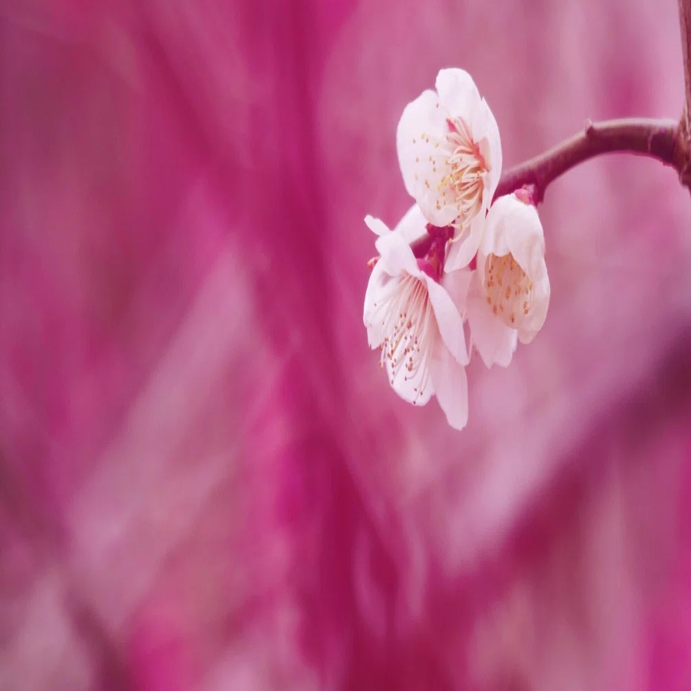 冬から春へ ～ 梅の花が告げる季節の変わり目 ～｜hitoyasumi_hitoyasumi