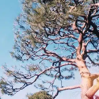 ゆう