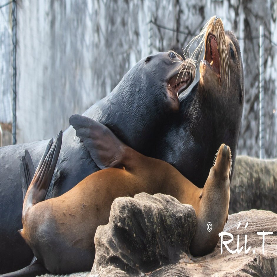 アシカ家族の日常✳︎山の上のオスたち・休戦はいつも起きるわけじゃ