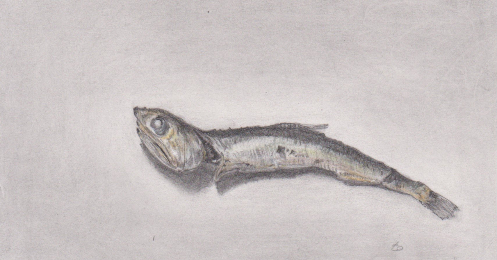 煮干し を鉛筆で描いてみた 水彩スケッチ帖 Note
