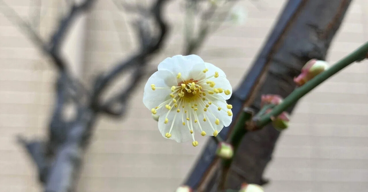 庭に咲く二輪の梅の花｜Waki