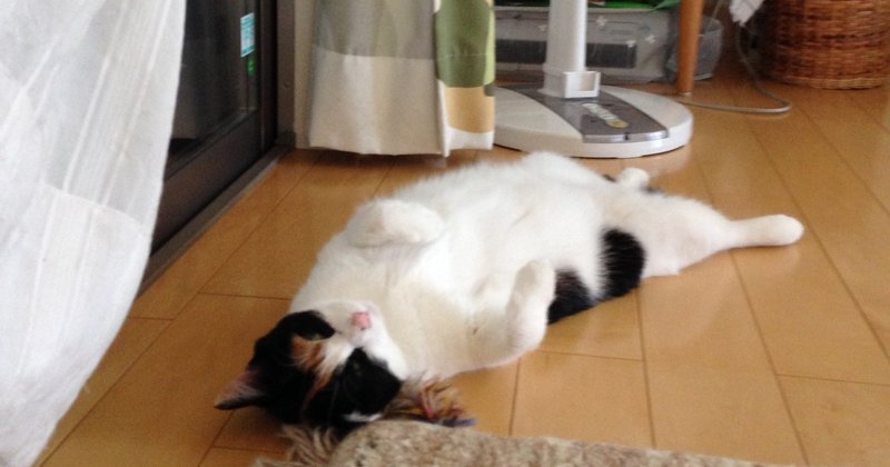 帰ってきた夏の猫 読む猫 Note