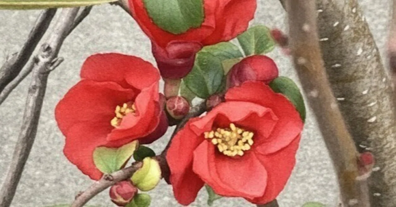 散歩道で見かけたボケの花｜H.Nicky