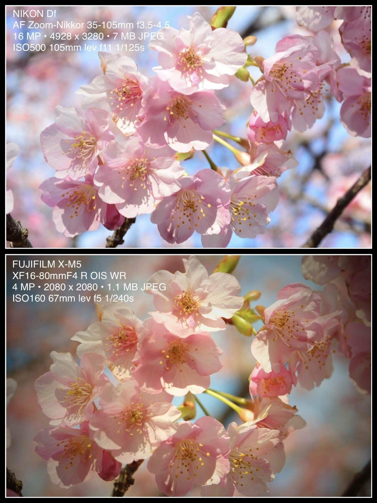 レンズ沼を泳ぐ〜FUJIFILM X-M5 、Nikon Df｜てんてん