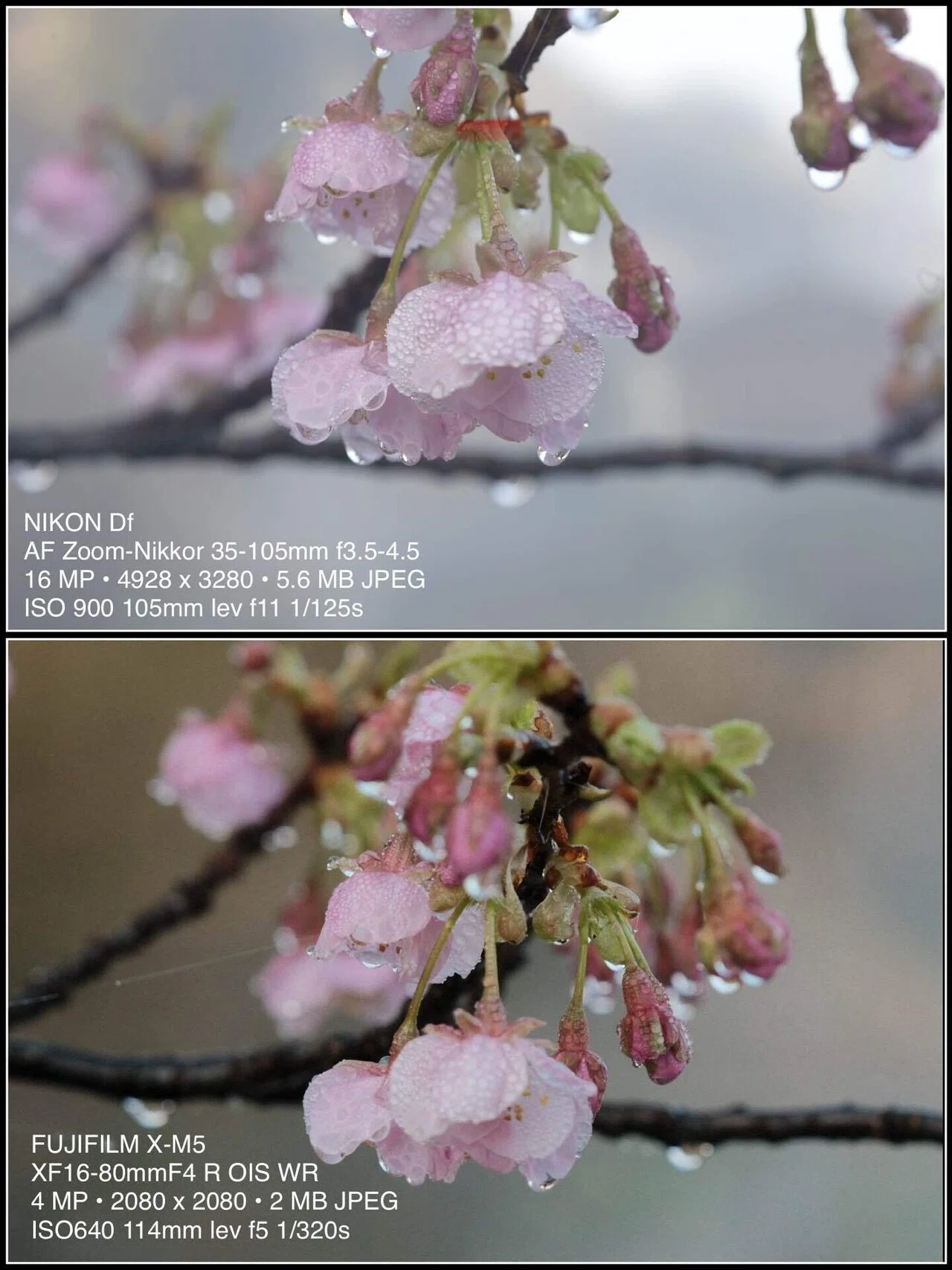 レンズ沼を泳ぐ〜FUJIFILM X-M5 、Nikon Df｜てんてん