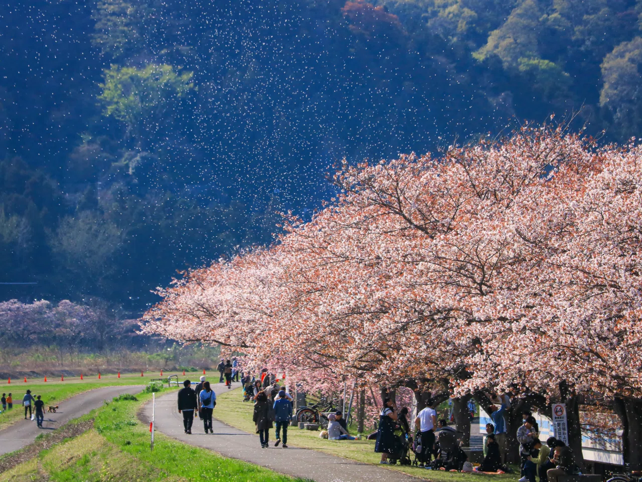 🌸啓翁桜のひみつ🌸｜D.STYLE