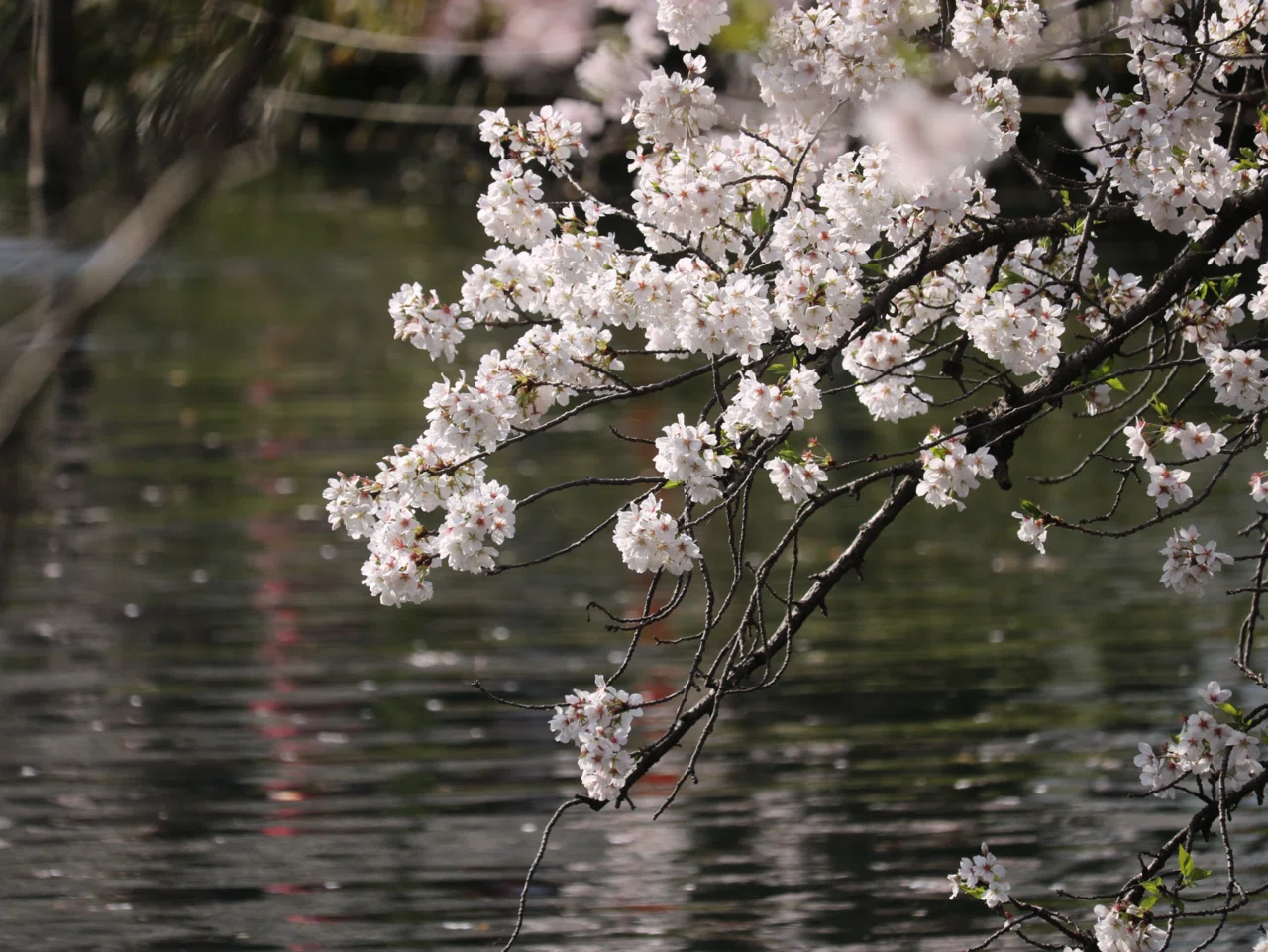 🌸啓翁桜のひみつ🌸｜D.STYLE