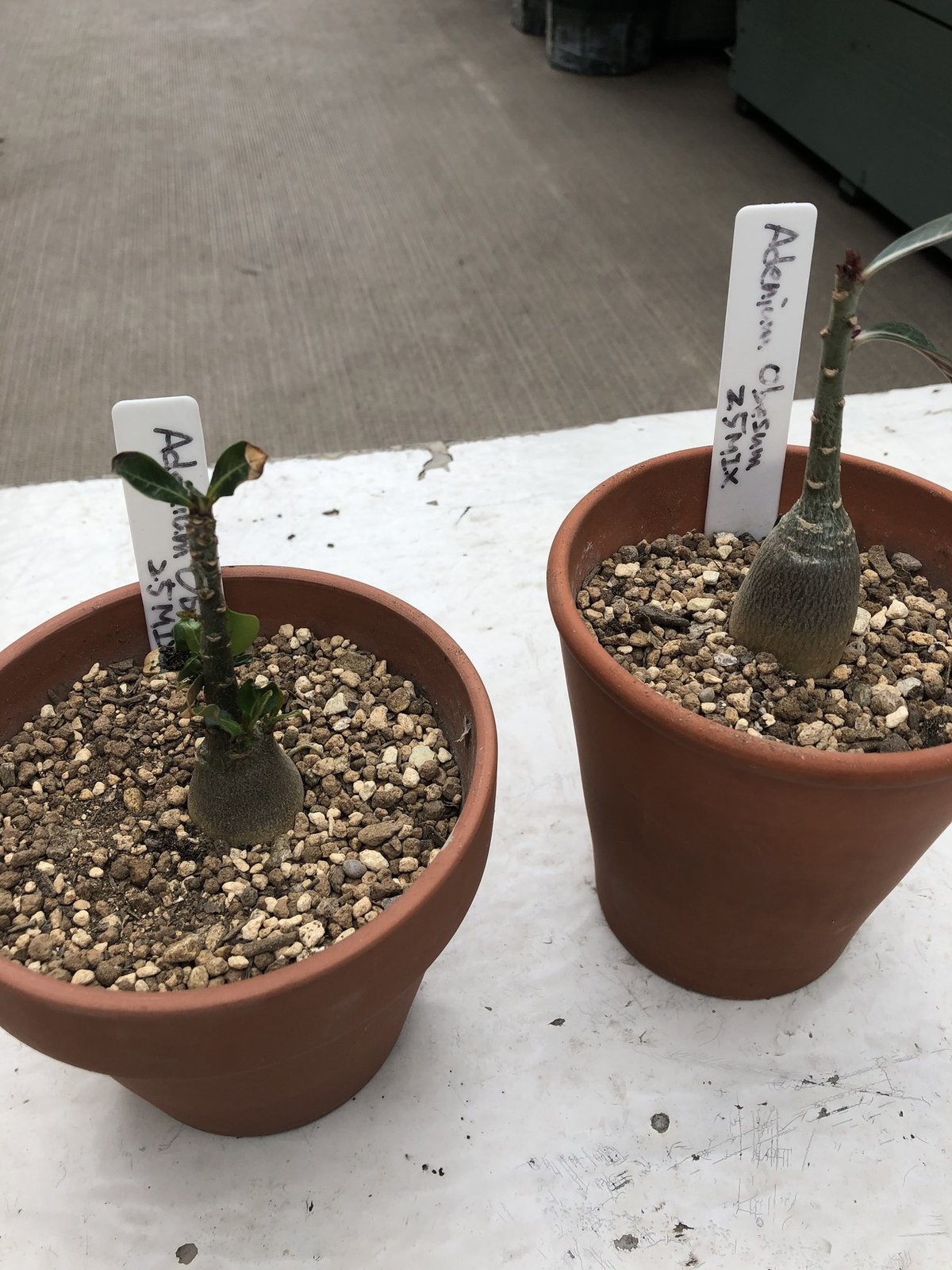 実生の塊根植物をそろそろ表に出す｜Takashi Suda / かんた