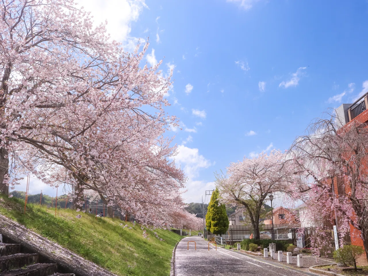 🌸啓翁桜のひみつ🌸｜D.STYLE