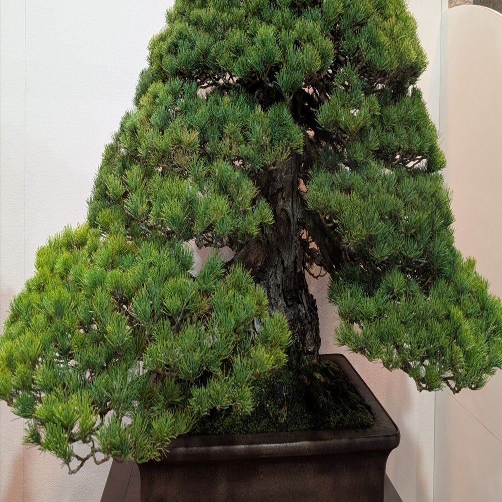 そうだ、BONSAI観よう【第100回国風盆栽展】｜Nyori