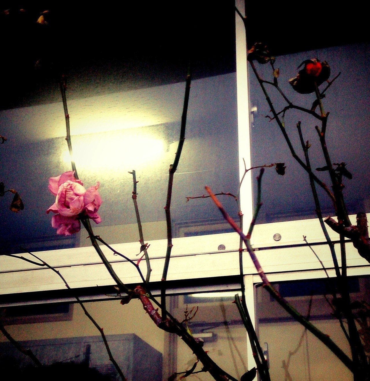 以前写真をアップした冬のバラ 咲きました 隣には新たな蕾も 調べてみたらバラは通年で咲く品種もあるみたいですね ここ数日 島は雪が降っていますが 冬ならではの生命力を感じます 今日から久しぶりの東京出 Maiko Note