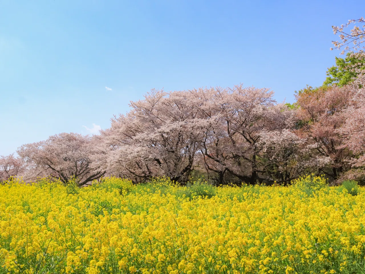 🌸啓翁桜のひみつ🌸｜D.STYLE