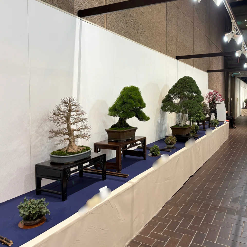 散歩•上野】盆栽展を見に行ってから体調が良い｜杉浦圭｜B面
