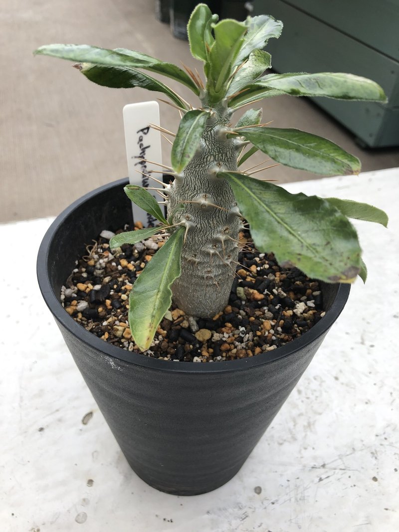 実生の塊根植物をそろそろ表に出す Takashi Suda かんた Note