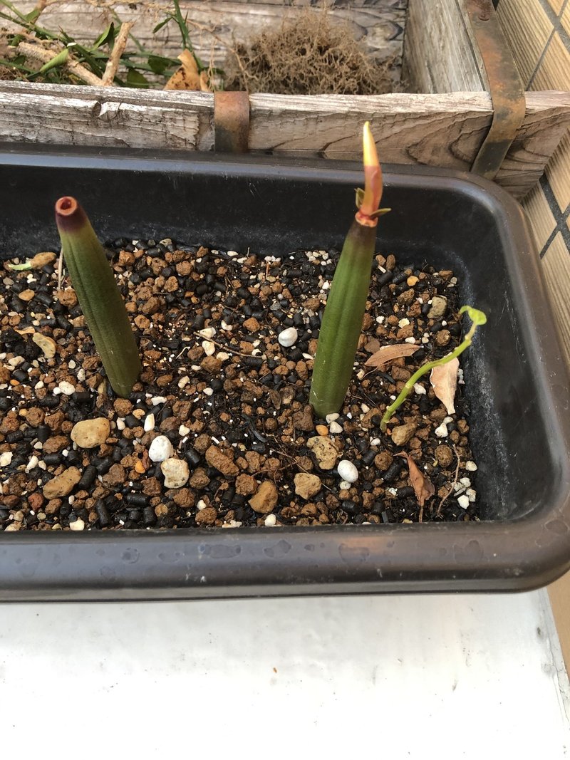 実生の塊根植物をそろそろ表に出す Takashi Suda かんた Note
