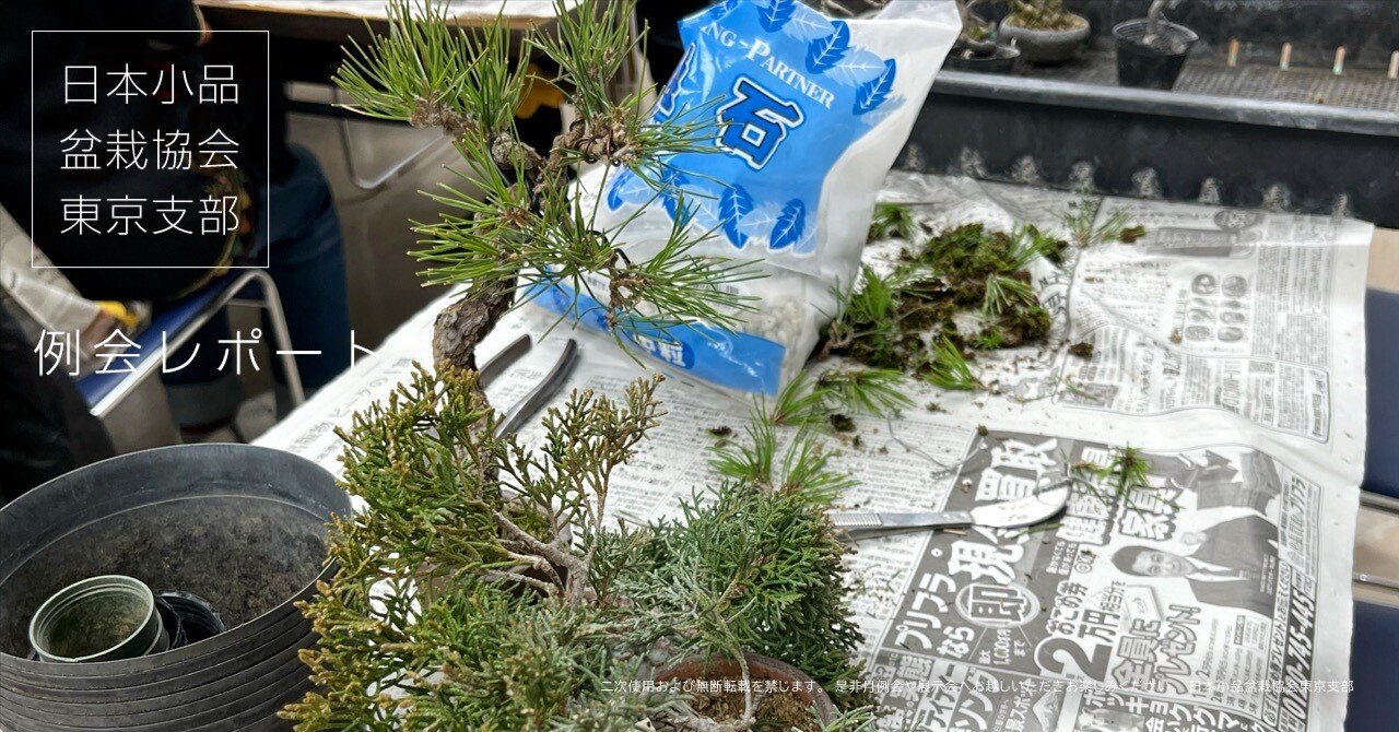 例会 / レポート2月（2026）：日本小品盆栽協会東京支部｜日本小品