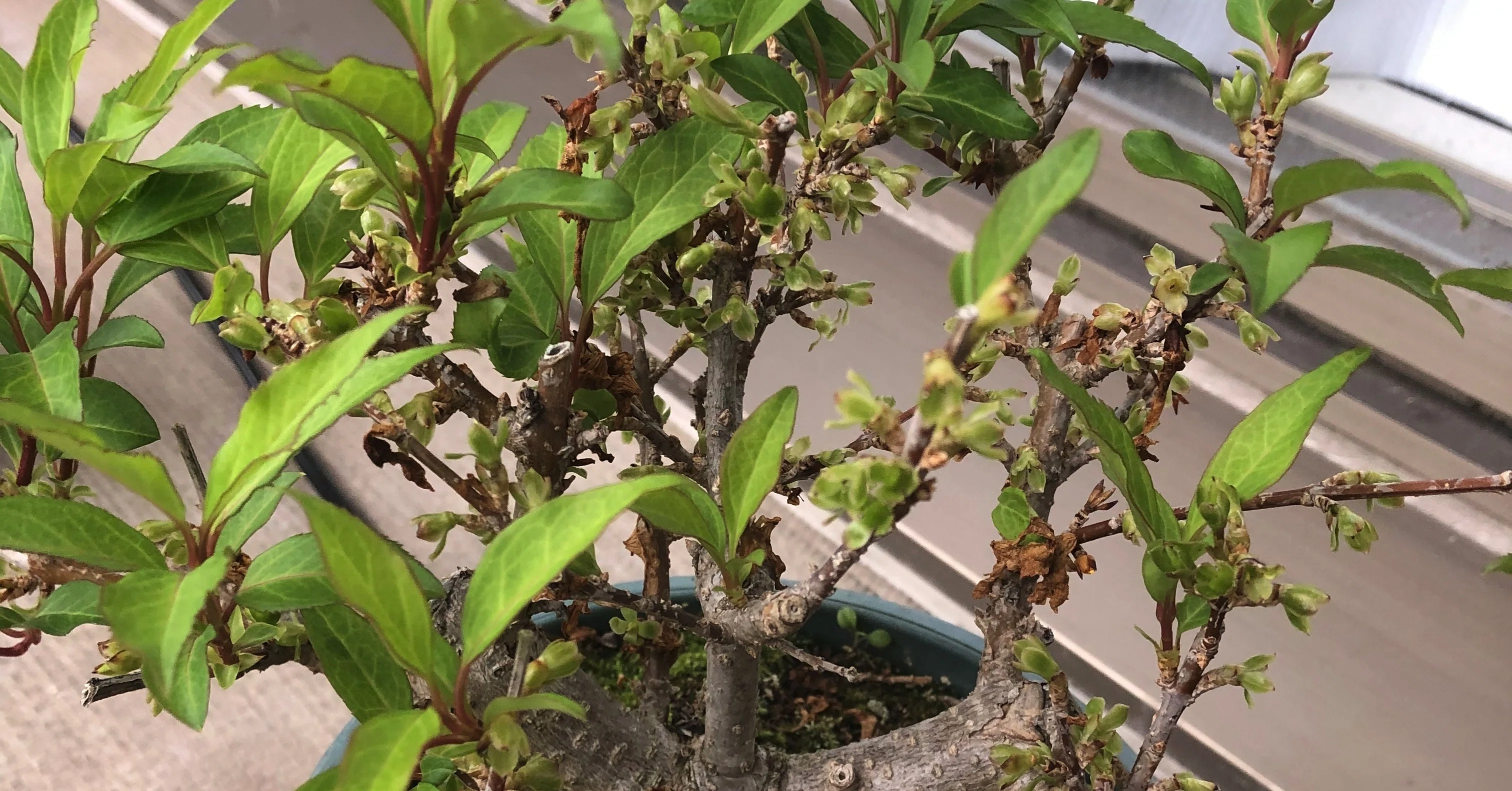 実生の塊根植物をそろそろ表に出す｜Takashi Suda / かんた